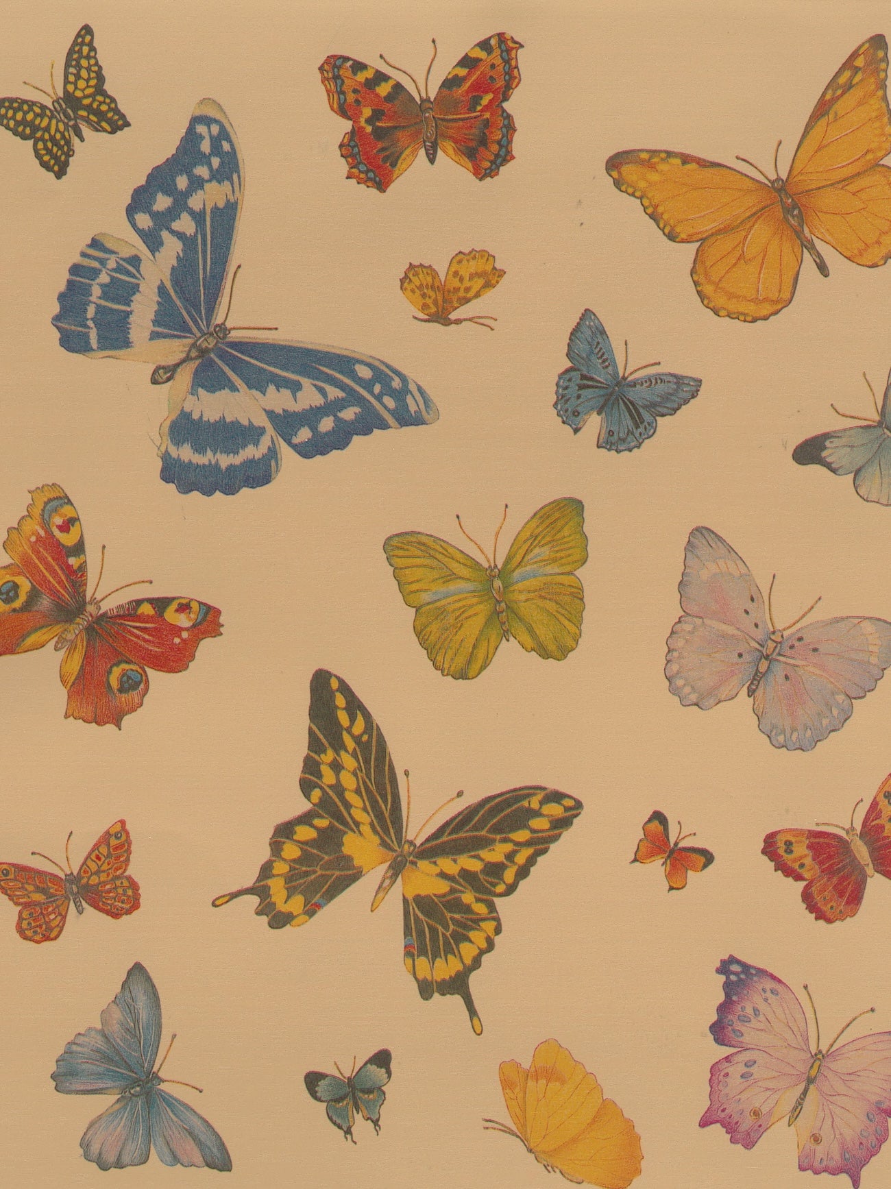SULLIVAN'S " BUTTERFLIES " VALUE PACK BUDGET GIFT WRAPPING PAPER